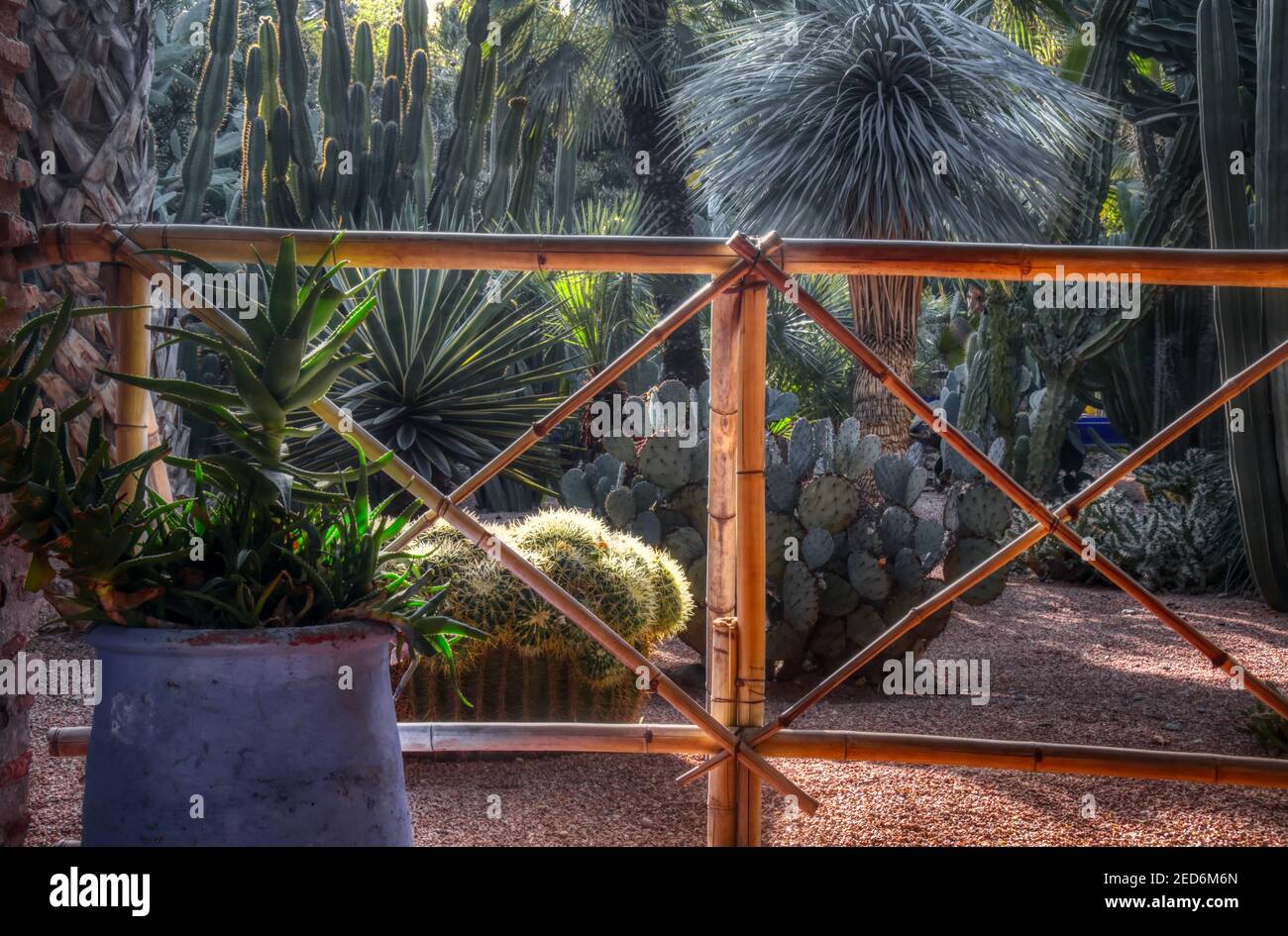 Kaktengarten im jardin majorelle Marrakesch Stockfoto