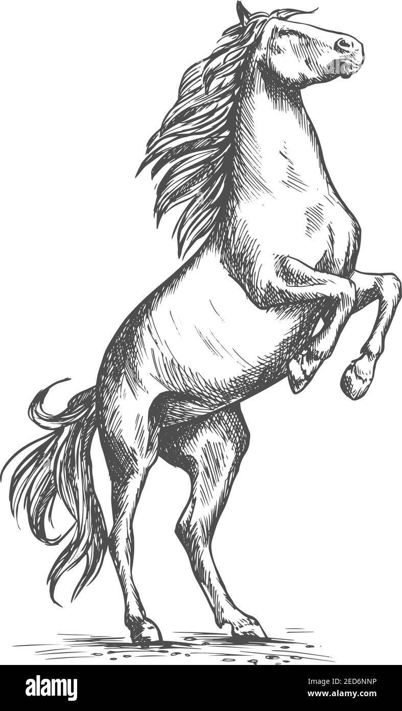 Pferd mustang Aufzucht auf hinteren Hufen. Pferderennen Sport oder Ranch Hengst Symbol. Vektor-Skizze für Pferderennen oder Rennen Sport, Reiten und e Stock Vektor