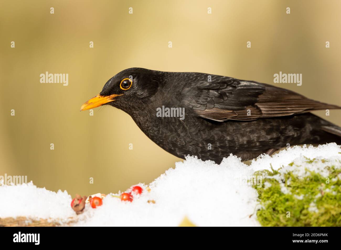 Blackbird im Winter mit Schnee und roten Beeren. Wissenschaftlicher Name: Turdus merula. Nahaufnahme eines hungrigen männlichen Amsel, nach links gewandt und auf Nahrungssuche. Stockfoto