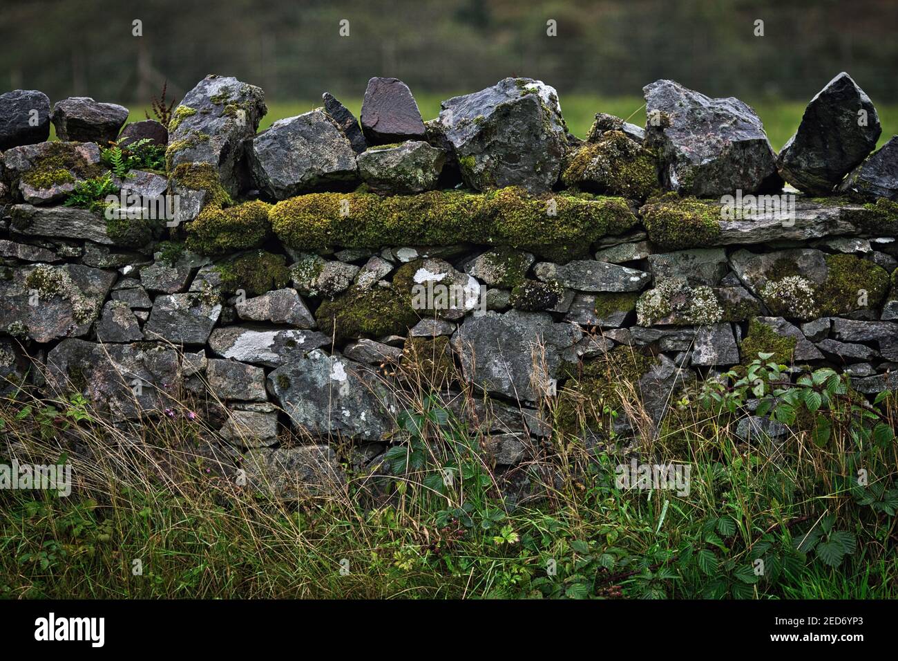 Moosbedeckte Trockensteinmauer auf der Insel skye, schottland. Stockfoto