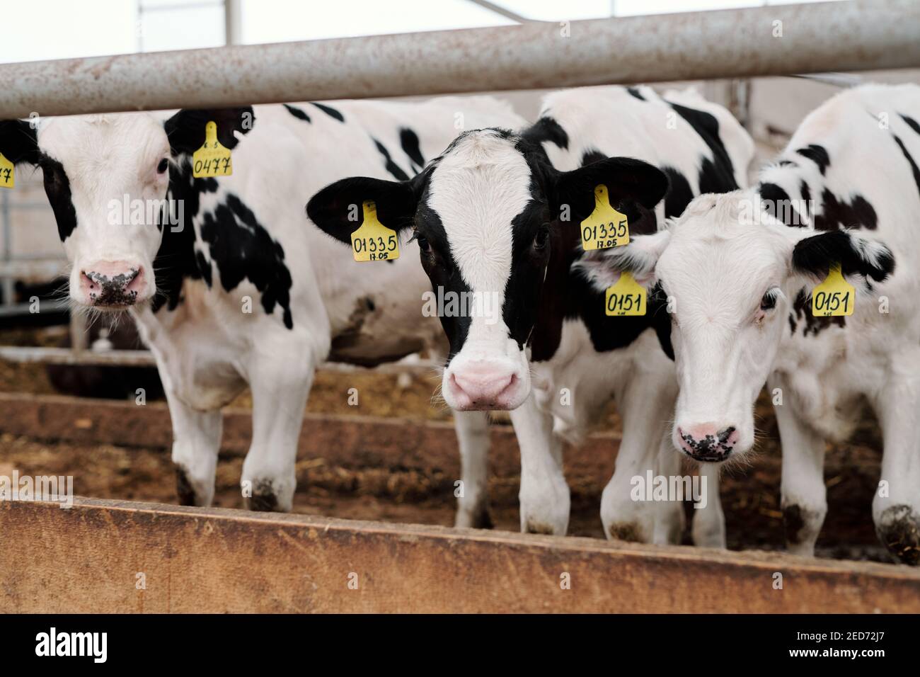 Eine Reihe von schwarz-weißen Kühen, die am Rand eines großen Fahrerlagers stehen Im Inneren der modernen Tierfarm und Blick auf die Kamera beim Essen Stockfoto
