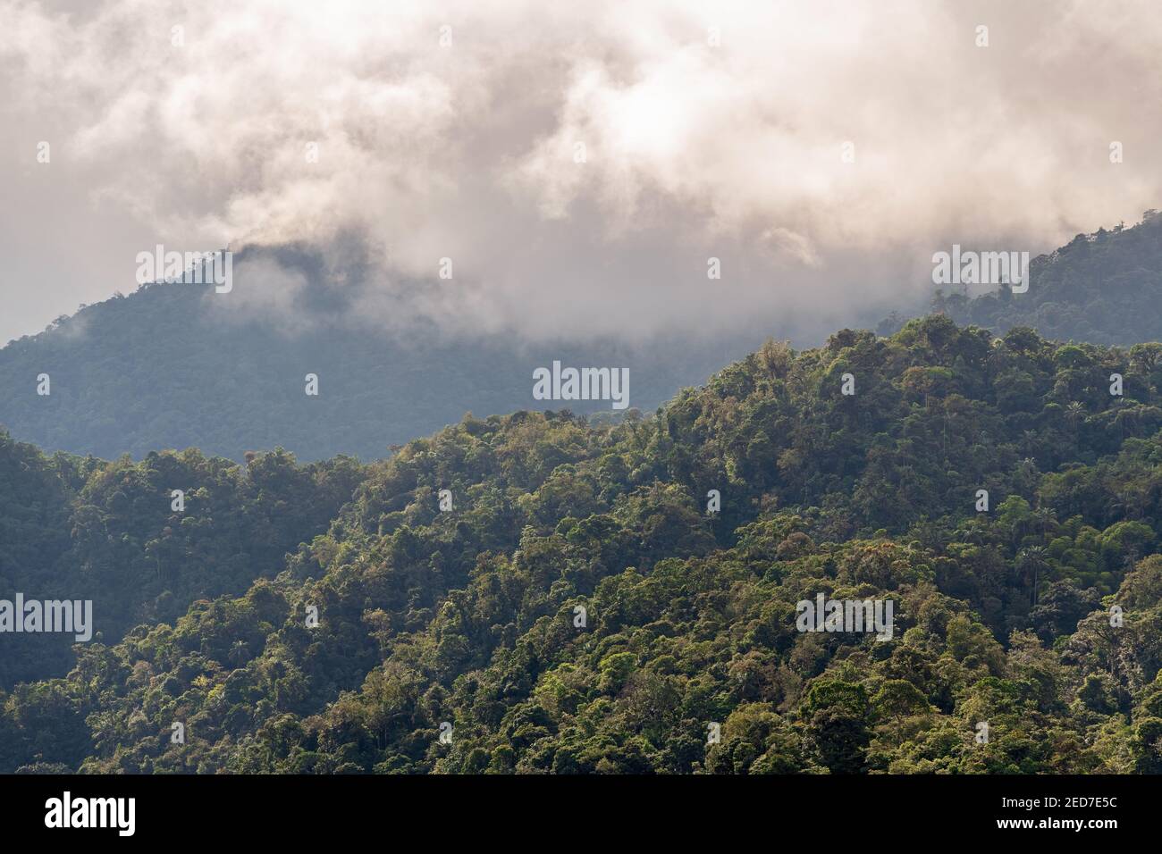 Nebelwald Landschaft, Mindo, Ecuador. Stockfoto