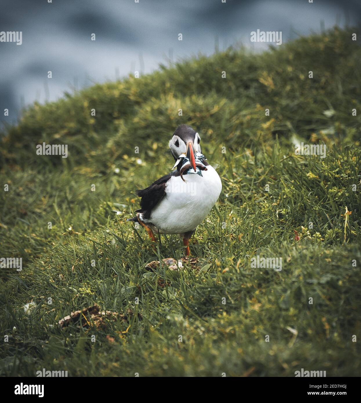 Puffin Fraterkula Arctica mit beek voller Aale und Hering Fische auf