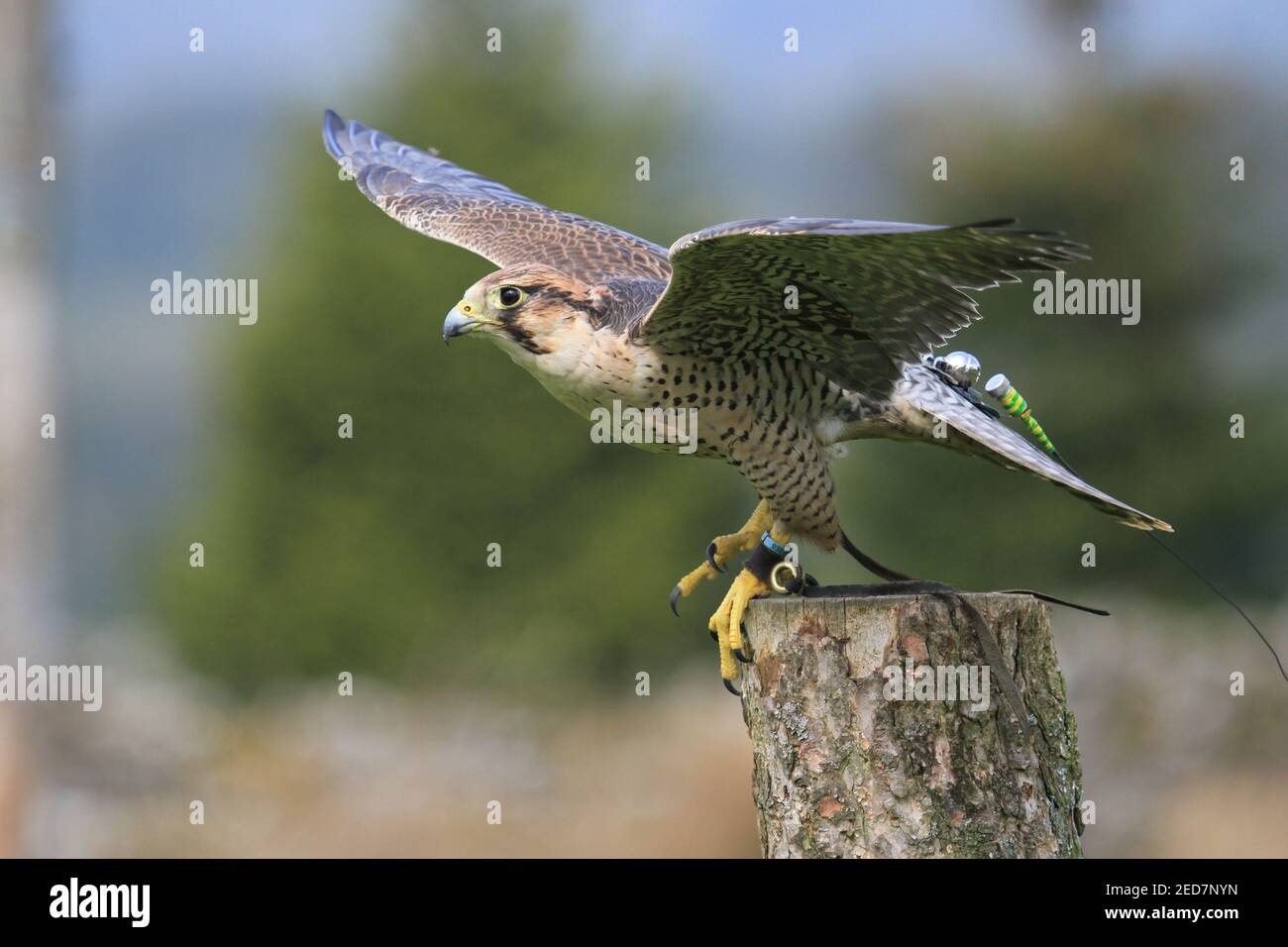 Lanner Falke in Großbritannien Stockfoto