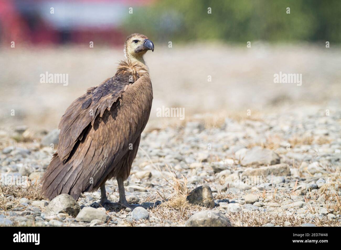 Jugendlicher Weißrumpiger Geier (Gyps bengalensis) am Stadtrand von Pokhara, Nepal. Stockfoto