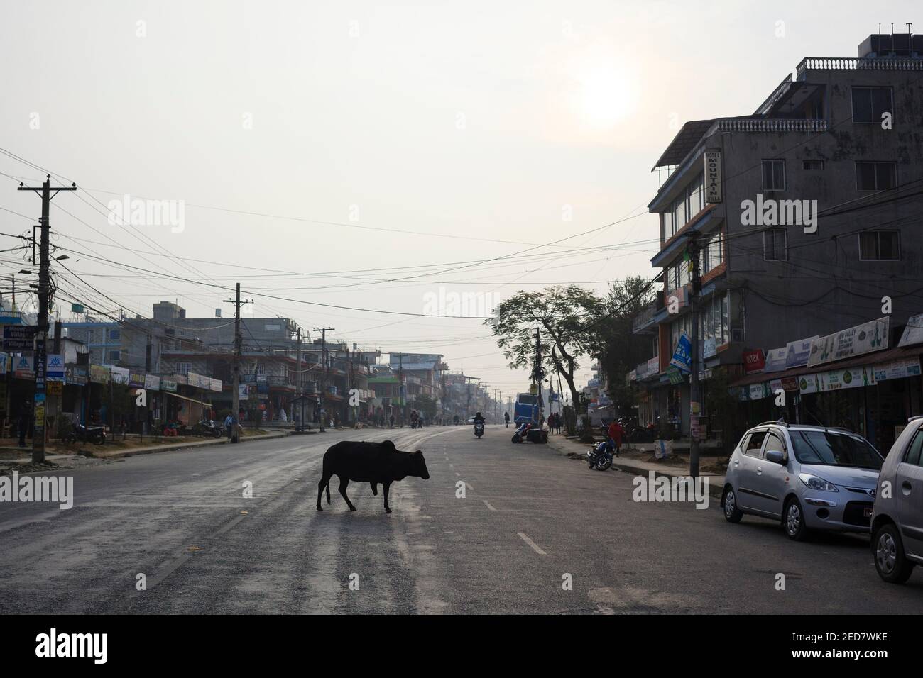 Eine verstümmelte Kuh überquert eine Straße in Pokhara. Nepal. Stockfoto