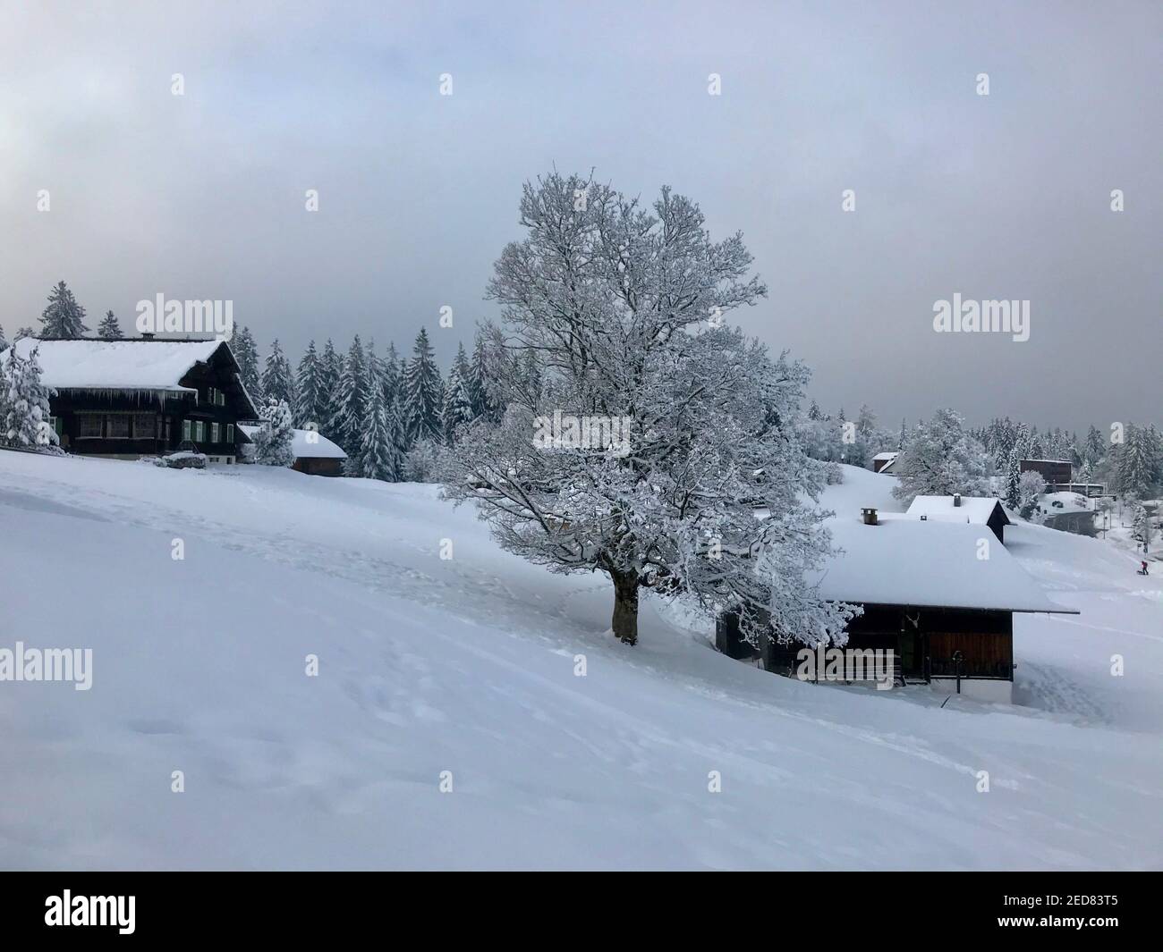 Ferienhaus mit verschneiten Einzelbaum, Winterwunderland. Die Holzhütten liegen direkt an der frisch verschneiten Skipiste. Magic travel Bödele Dornbirn Stockfoto