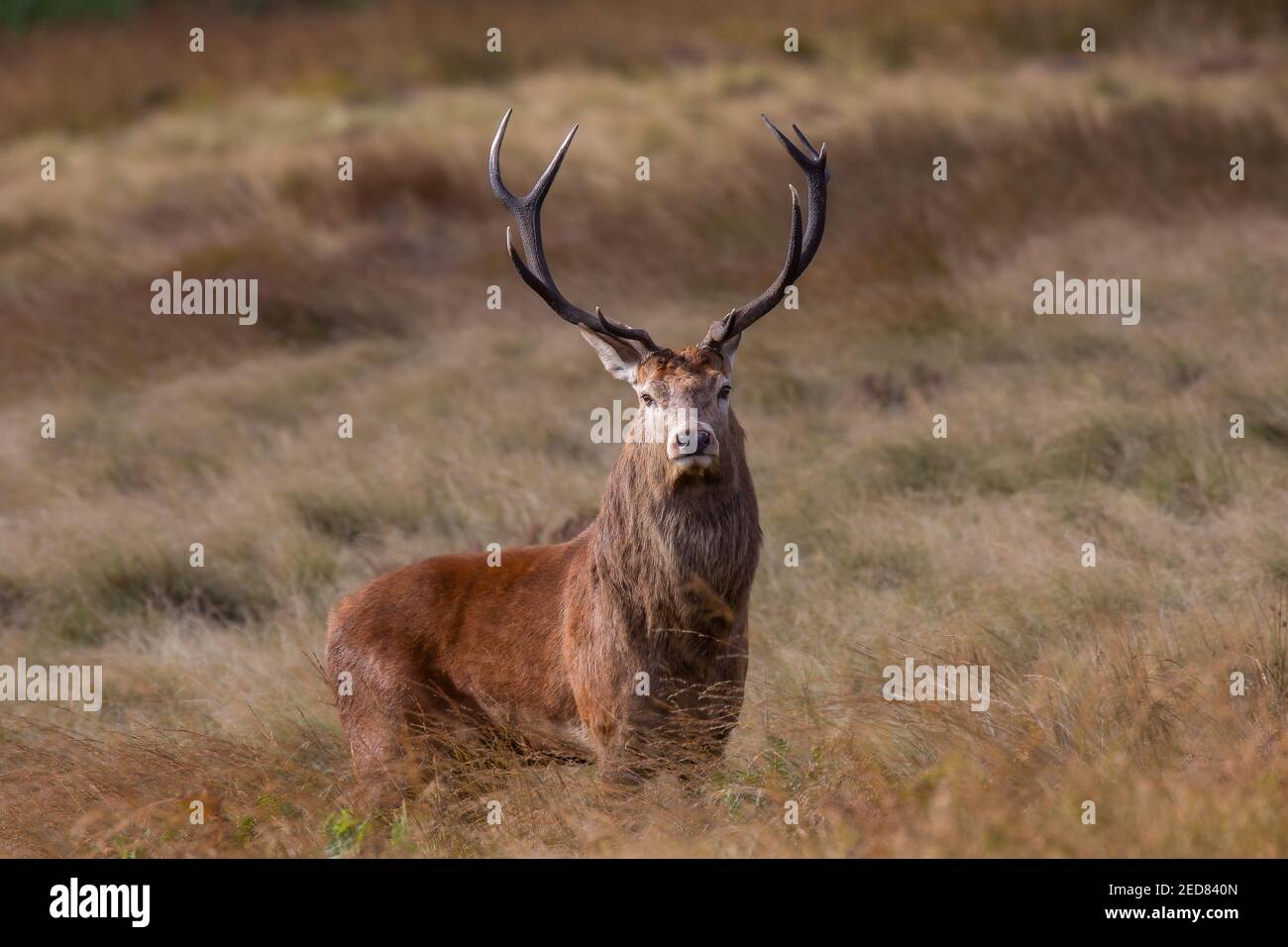 Wilder Rothirsch steht allein in der britischen Landschaft. Aufgenommen im Peak District National Park in England, Großbritannien. Stockfoto
