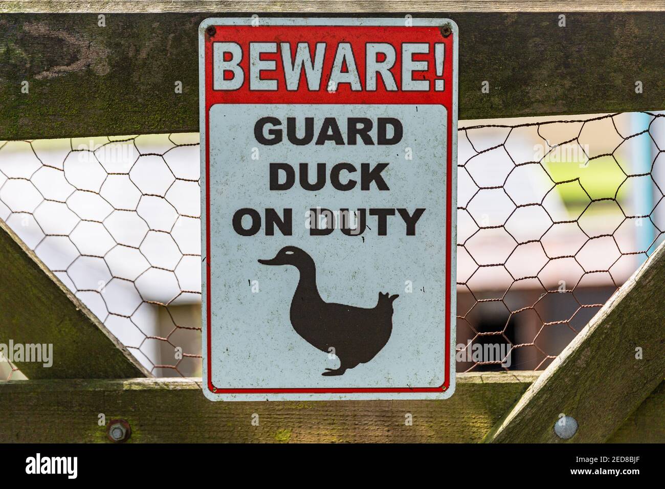 Lustige Vorsicht Wache Ente im Dienst Zeichen auf einem Netz Holztor Stockfoto