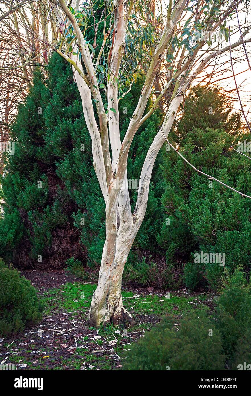 Weiße rinde Fotos und Bildmaterial in hoher Auflösung Alamy