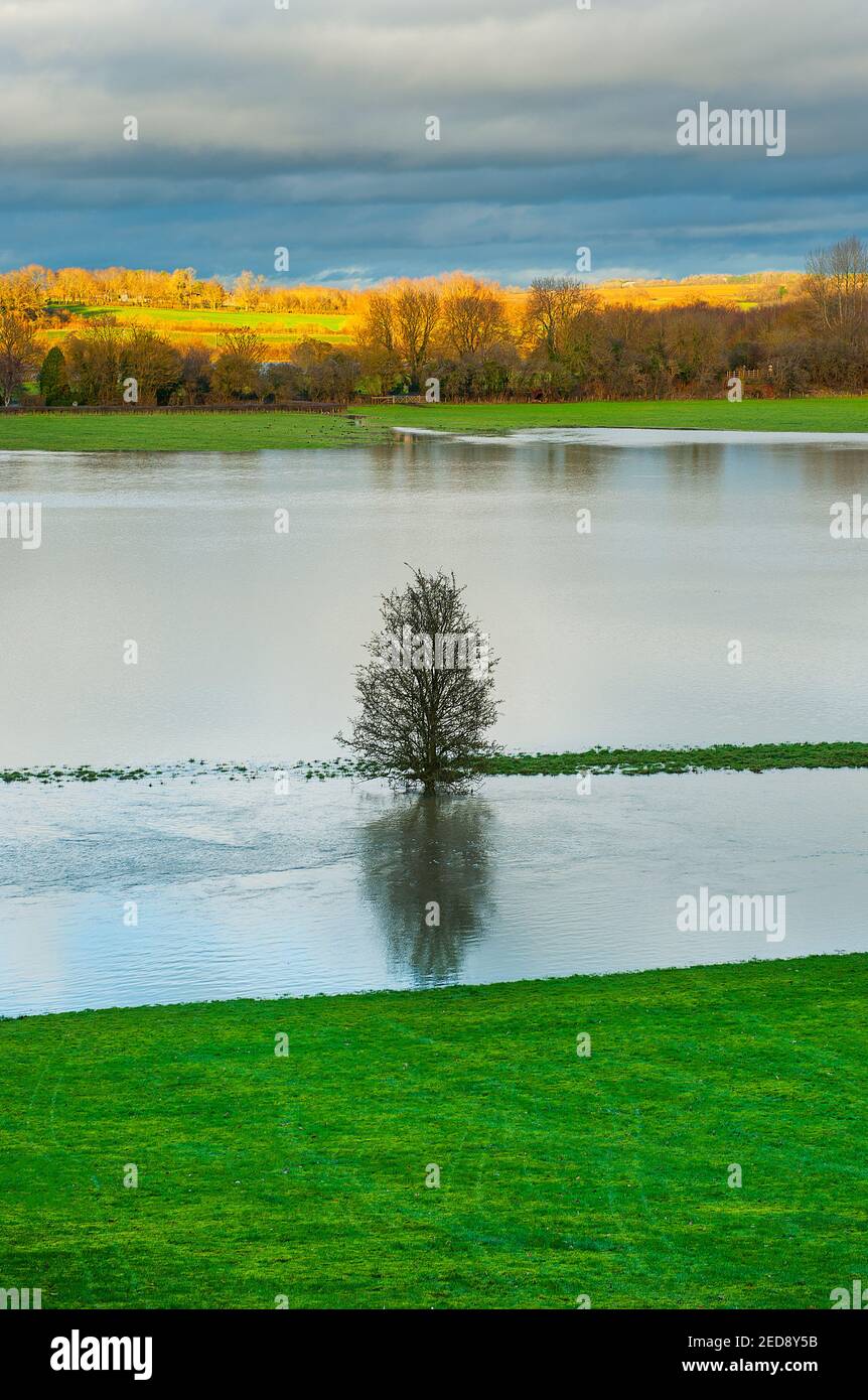 Einsamer Baum In Überfluteter Wiese Stockfoto