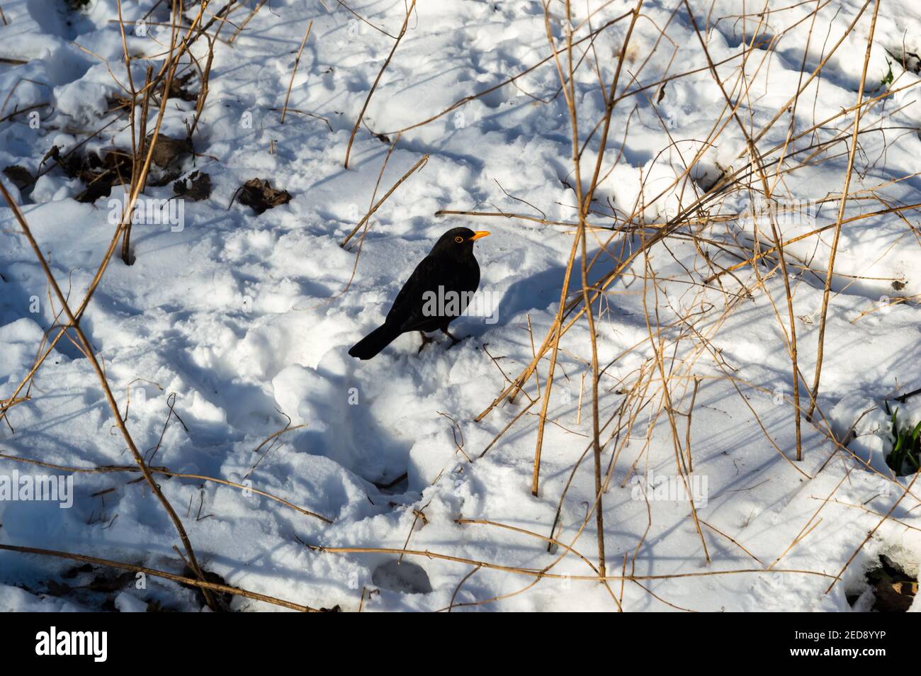 Ein Bild eines männlichen schwarzen Vogels, der im sitzt Schnee in der späten Nachmittagssonne Stockfoto