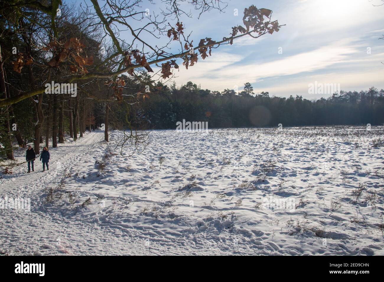 Paar Wandern in schneebedeckter Landschaft mit Wald in Achterhoek, Holland Stockfoto