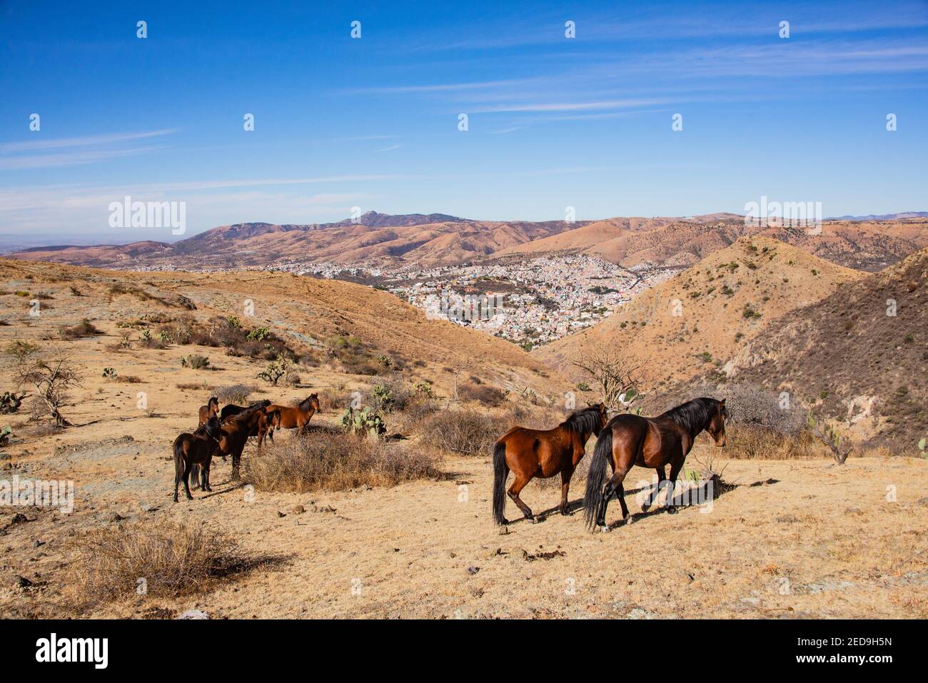 Pferde mit Guanajuato City im Hintergrund, Guanajuato State, Mexiko Stockfoto