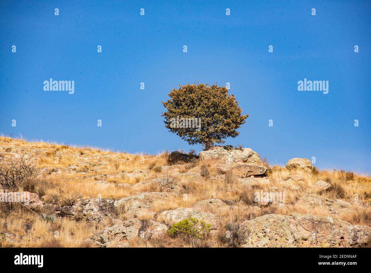 Einzelbaum in der Nähe von La Bufa, Bundesstaat Guanajuato, Mexiko Stockfoto