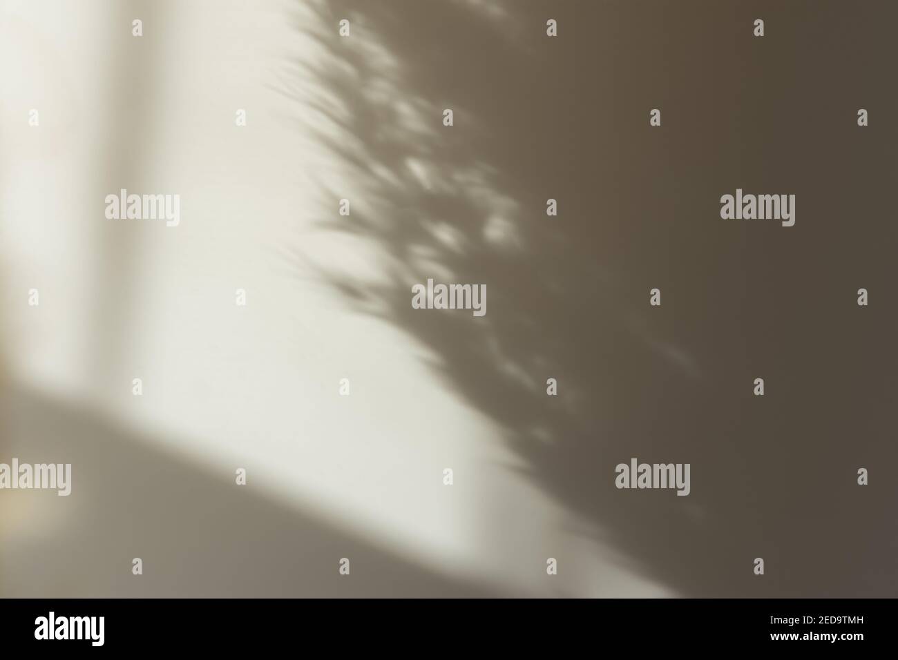Pampas Gras natürlichen abstrakten Hintergrund. Neutraler Ton, modische Naturschatten, beige Sandfarben für Designs. Flauschiges Gras macrophotogram Stockfoto