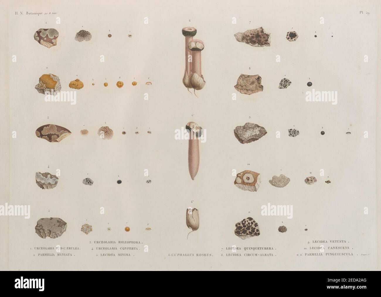 Botanique. 1. Urceolaria sub-Caerulea; 2. Parmelia miniata; 3. Urceolaria rhizophora; 4. Urceolaria conferta; 5. Lecidea minima; 6.6. '6'. Phallus roseus; 7. Lecidea quinquetubera; 8. Lecidea Stockfoto