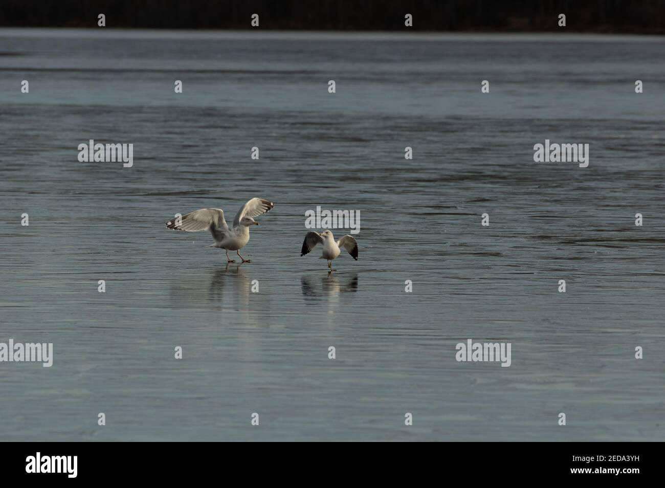 Ringschnabelmöwen (Larus delawarensis) mit ausgestreckten Flügeln auf gefrorenem See, Burke Lake Park, VA Stockfoto