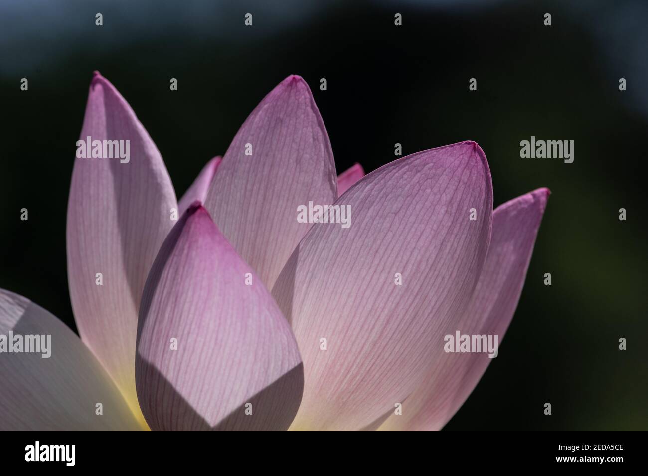 Beleuchtete indische heilige Lotusblume, Kenilworth Aquatic Gardens, Washington, DC Stockfoto