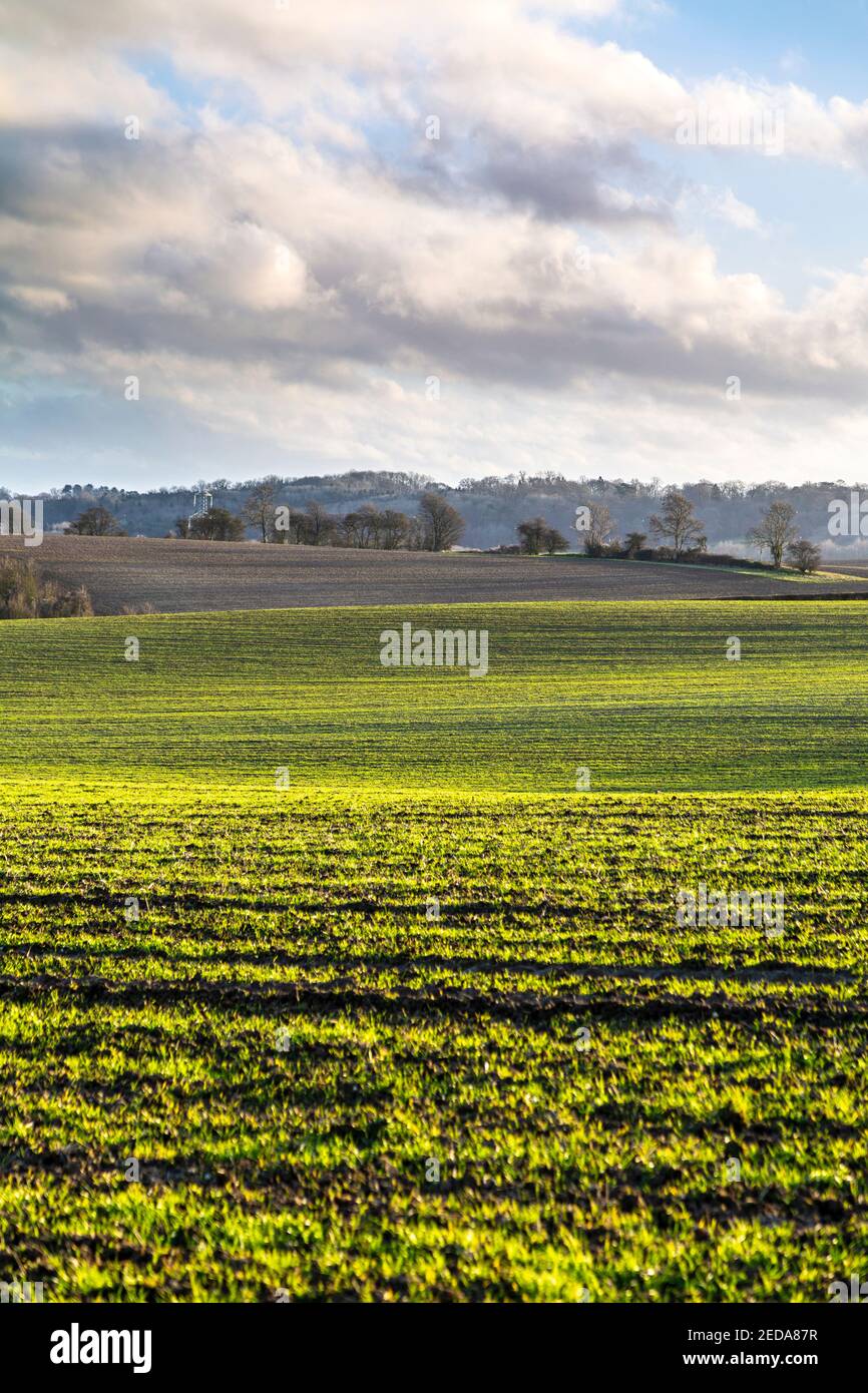 Sanfte Hügel und Felder in Little Offley, Hertfordshire, Großbritannien Stockfoto