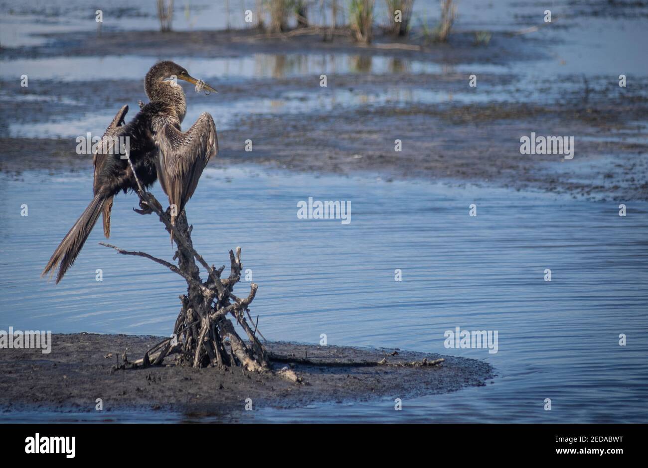 Sehr traurig Anhinga gebunden Rechnung mit Fischernetzen, die werden Schließlich sterben, weil es nicht essen oder trinken kann Stockfoto