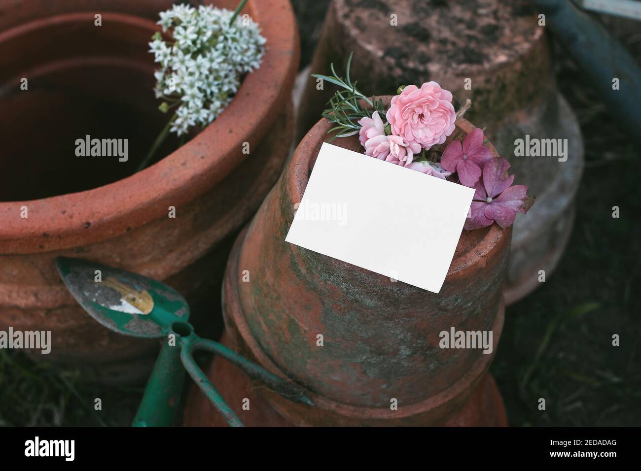 Set von alten leeren Tonblumentöpfen. Unbeschriftete Mockup mit Rosmarinkraut, Hortensien und rosa Rosenblüten. Moody Garten Lifestyle-Szene. Schmutzig und Stockfoto