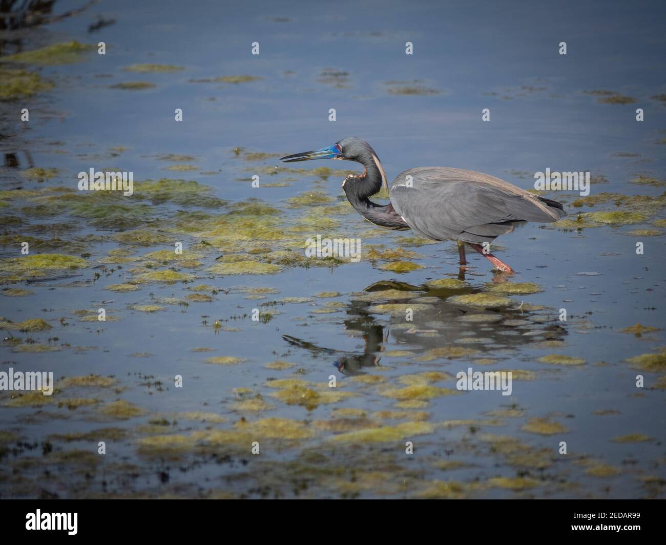 Tricolorierter Reiher im Zuchtgefieder Stockfoto