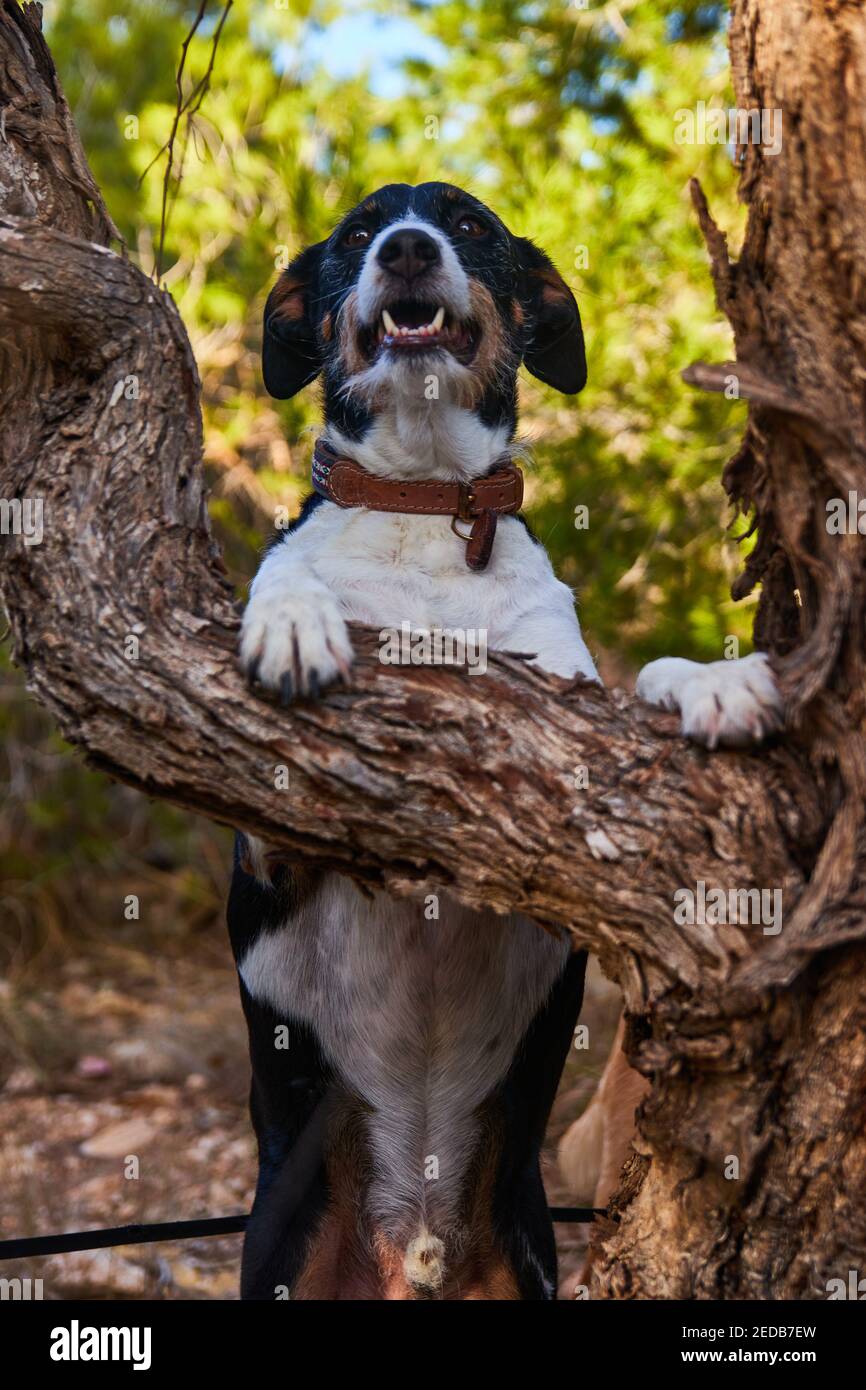 Der Hund posiert in der Natur und lehnt sich an einen Baum Stockfotografie Alamy