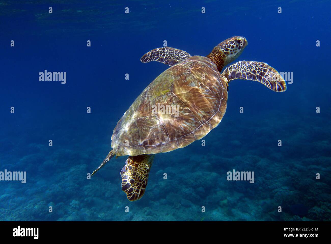 Grüne Meeresschildkröte (Chelonia mydas) unter Wasser, Fitzroy Island, Great Barrier Reef Marine Park, in der Nähe von Cairns, Queensland, Australien Stockfoto