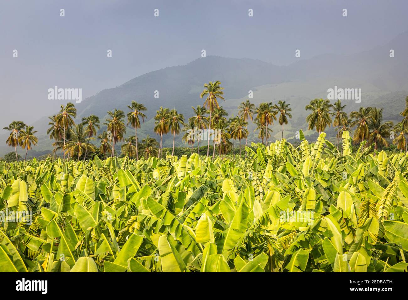 Bananenblätter und Palmen wiegen vor einer Bergkulisse in Colima, Mexiko. Stockfoto