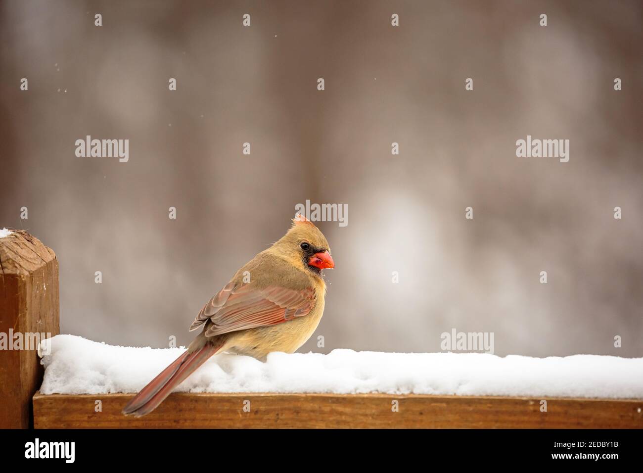 Weibliche Northern Cardinal (cardinalis cardinalis) auf einer schneebedeckten Deck Schiene in Wisconsin, horizontal thront Stockfoto