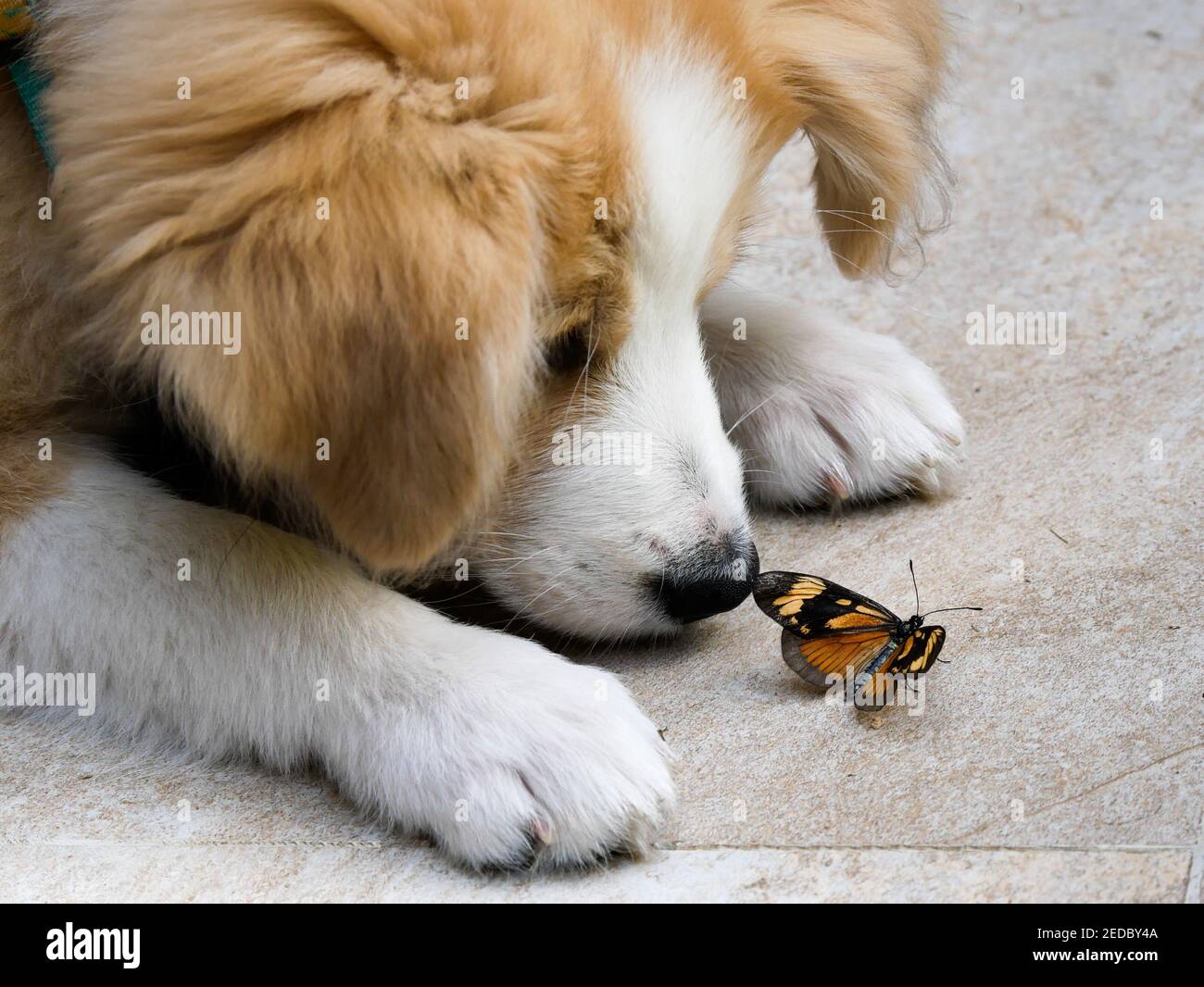  Foto zu Schmetterling hund -Fotos und -Bildmaterial in hoher Auflösung – Alamy 