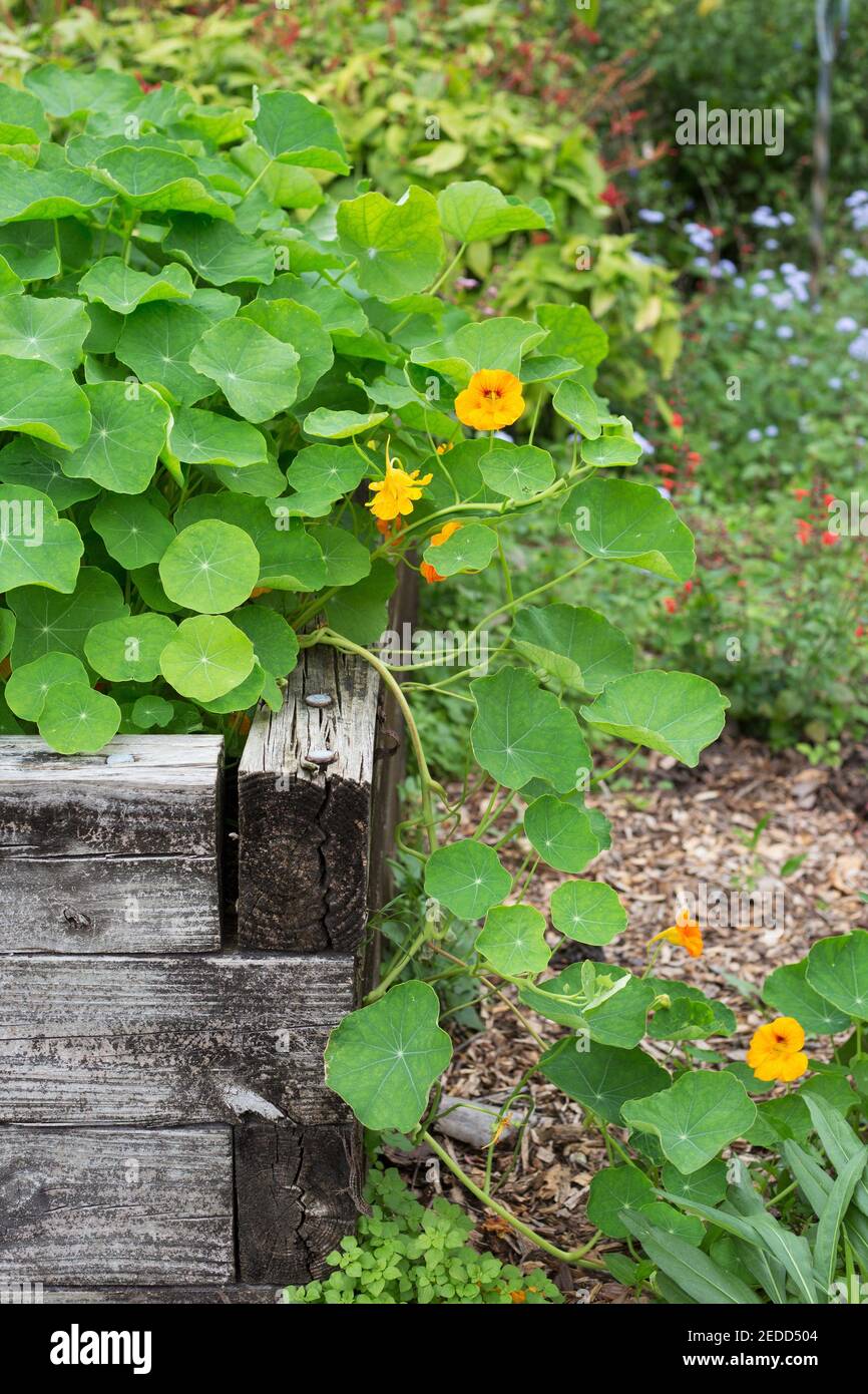 Tropaeolum majus - Kapuzinerkresse. Stockfoto
