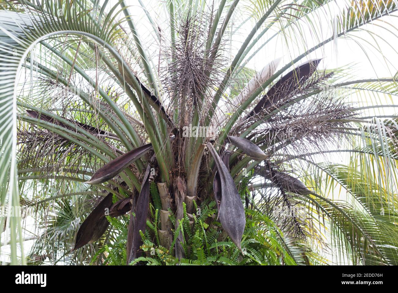 Butia capitata - pindo-Palme. Stockfoto