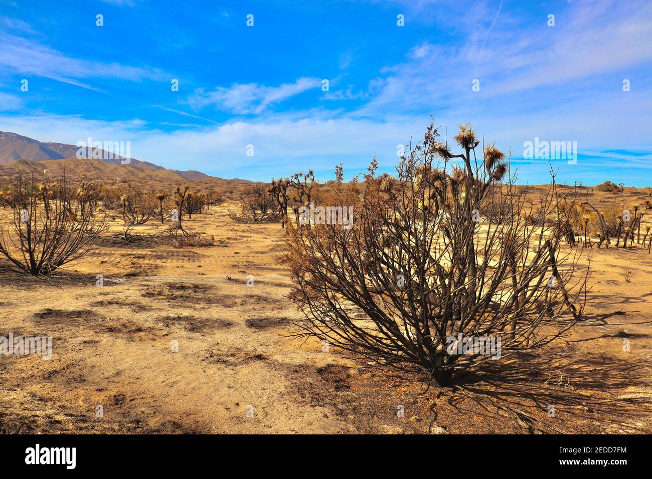 Nachwirkungen der kalifornischen Brände 2020 im Angeles National Forest. Fotos aufgenommen in der Nähe der Devils Punchbowl Wanderweg Februar 2021. Stockfoto