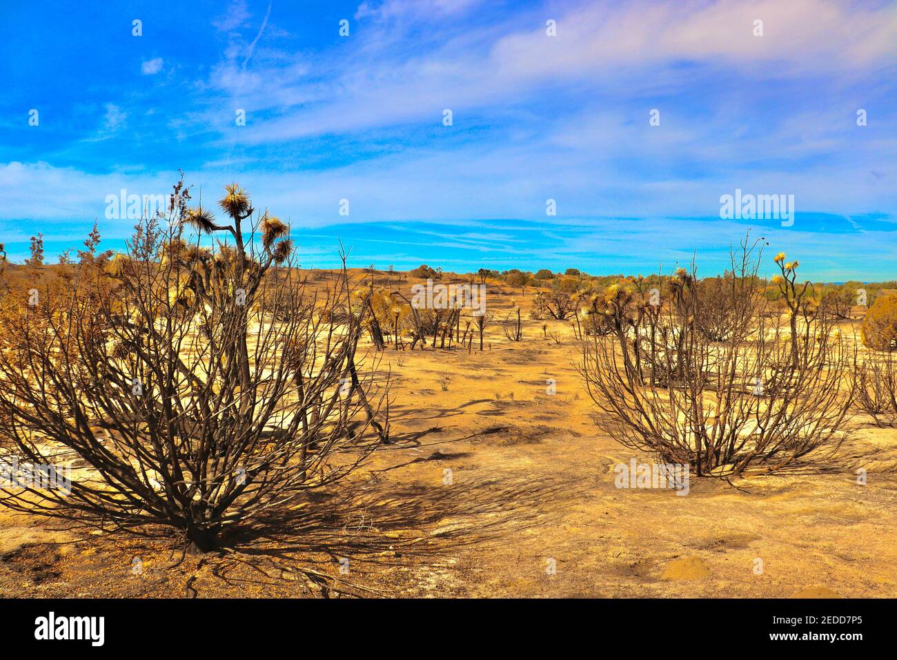 Nachwirkungen der kalifornischen Brände 2020 im Angeles National Forest. Fotos aufgenommen in der Nähe der Devils Punchbowl Wanderweg Februar 2021. Stockfoto