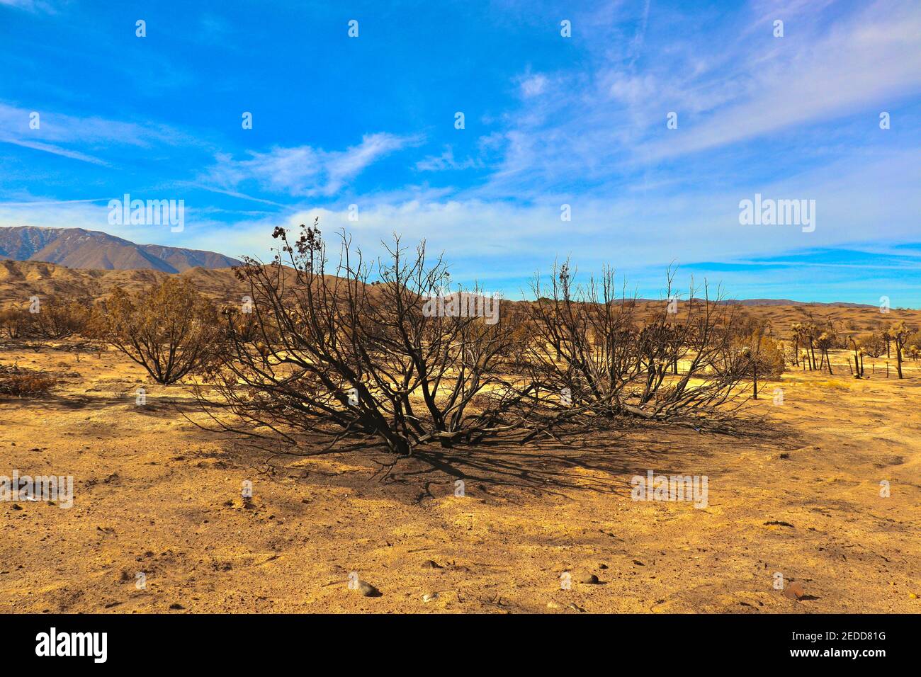 Nachwirkungen der kalifornischen Brände 2020 im Angeles National Forest. Fotos aufgenommen in der Nähe der Devils Punchbowl Wanderweg Februar 2021. Stockfoto