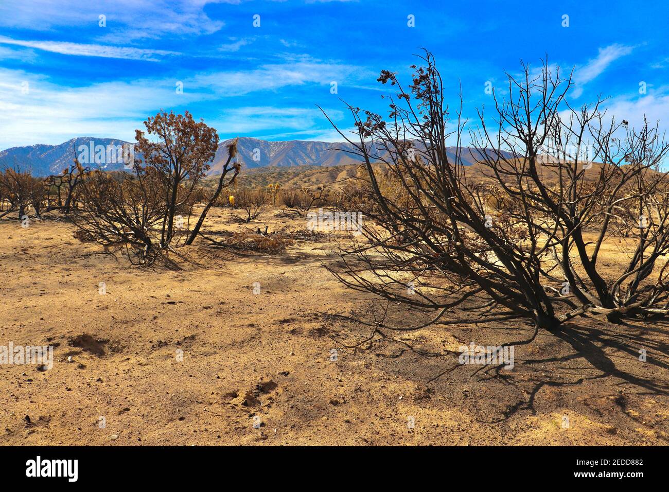 Nachwirkungen der kalifornischen Brände 2020 im Angeles National Forest. Fotos aufgenommen in der Nähe der Devils Punchbowl Wanderweg Februar 2021. Stockfoto