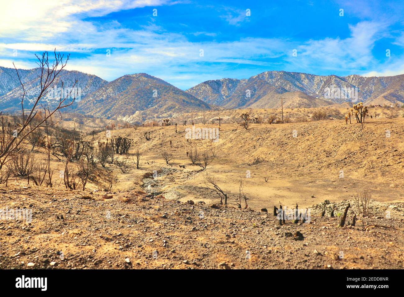 Nachwirkungen der kalifornischen Brände 2020 im Angeles National Forest. Fotos aufgenommen in der Nähe der Devils Punchbowl Wanderweg Februar 2021. Stockfoto