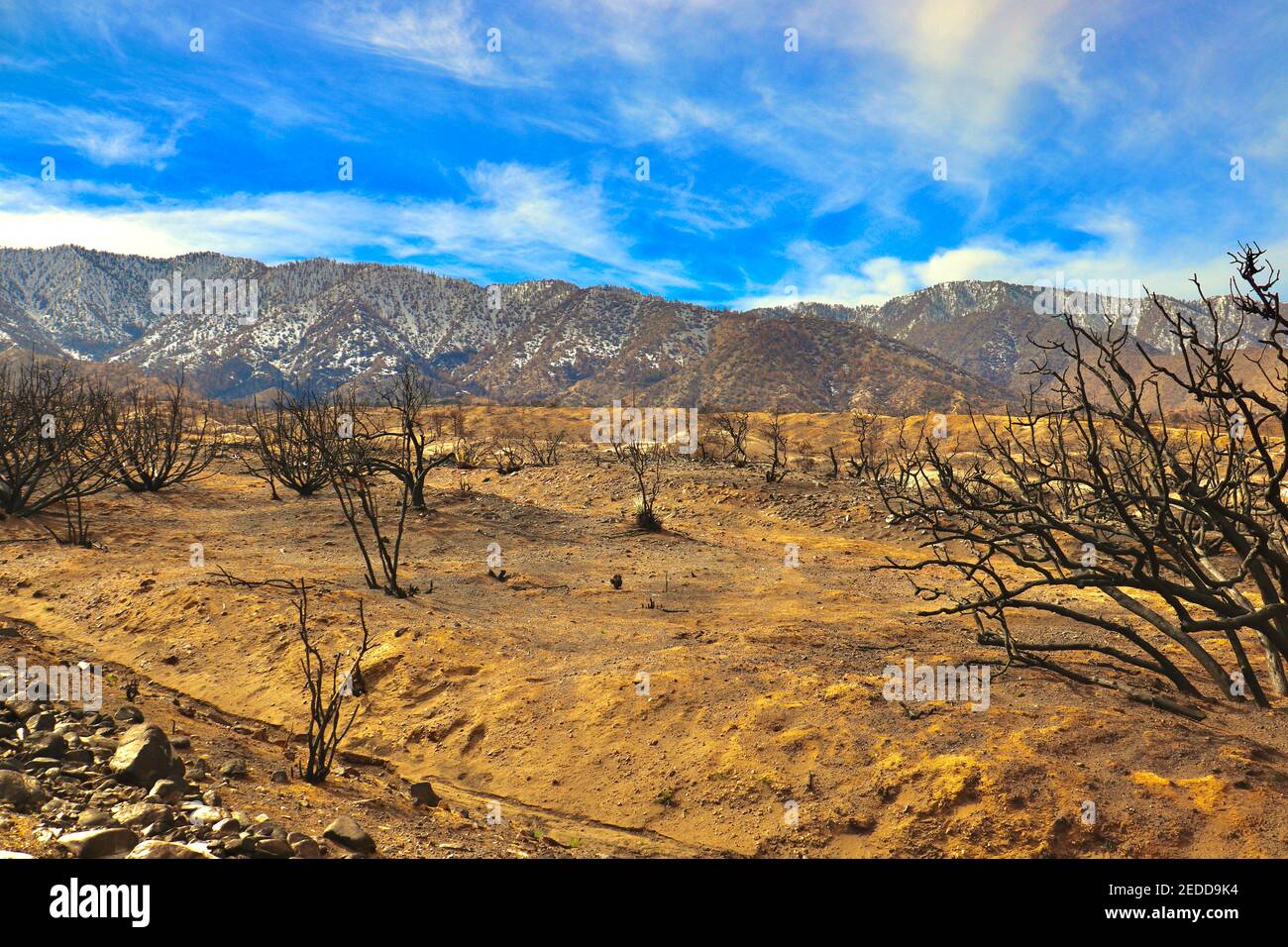 Nachwirkungen der kalifornischen Brände 2020 im Angeles National Forest. Fotos aufgenommen in der Nähe der Devils Punchbowl Wanderweg Februar 2021. Stockfoto