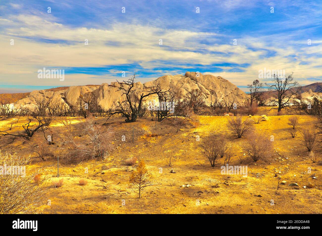 Nachwirkungen der kalifornischen Brände 2020 im Angeles National Forest. Fotos aufgenommen in der Nähe der Devils Punchbowl Wanderweg Februar 2021. Stockfoto