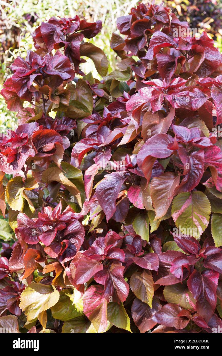 Akalyphenpflanze akalyphen Fotos und Bildmaterial in hoher Auflösung