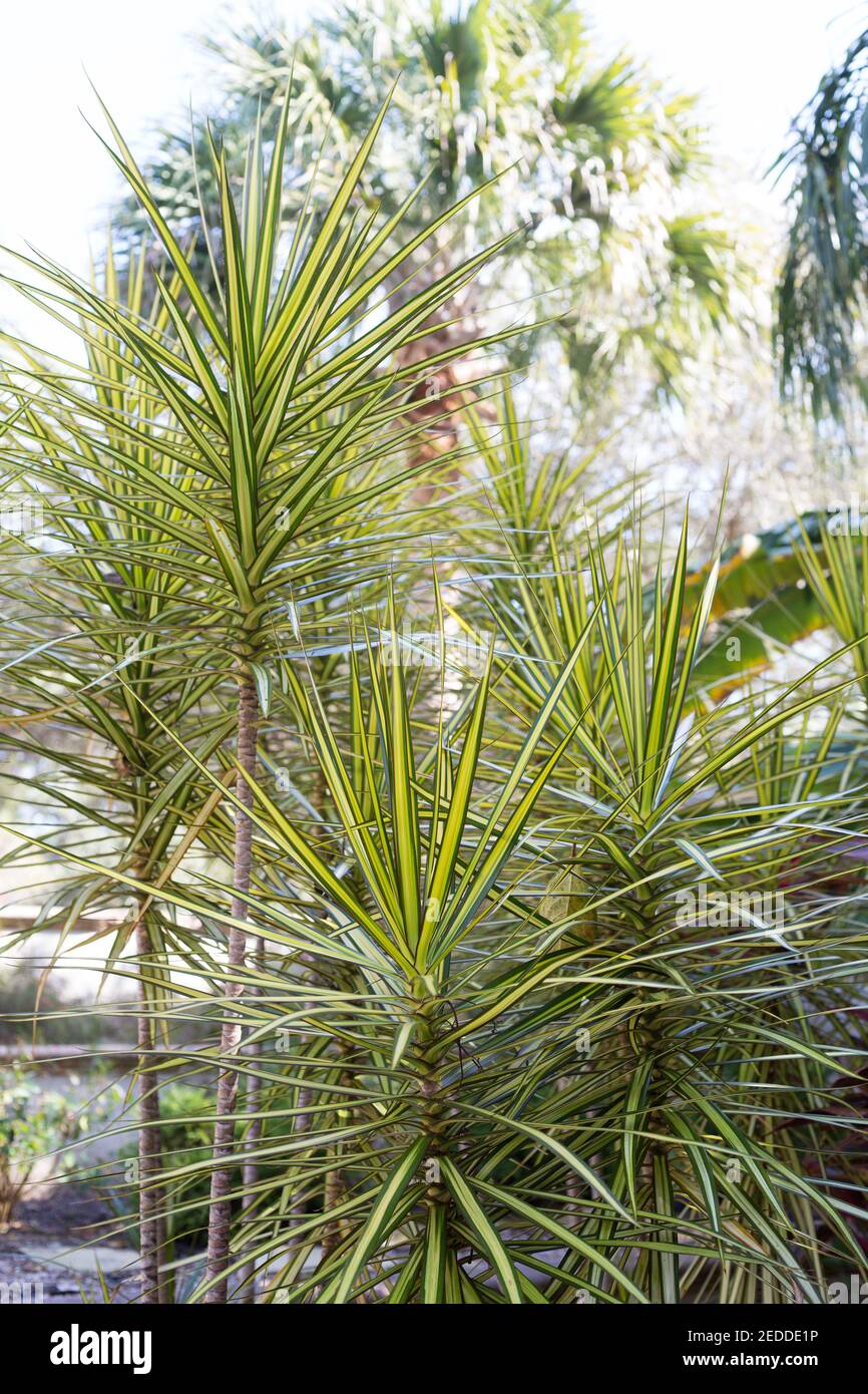 Dracaena marginata Kiwi. Stockfoto