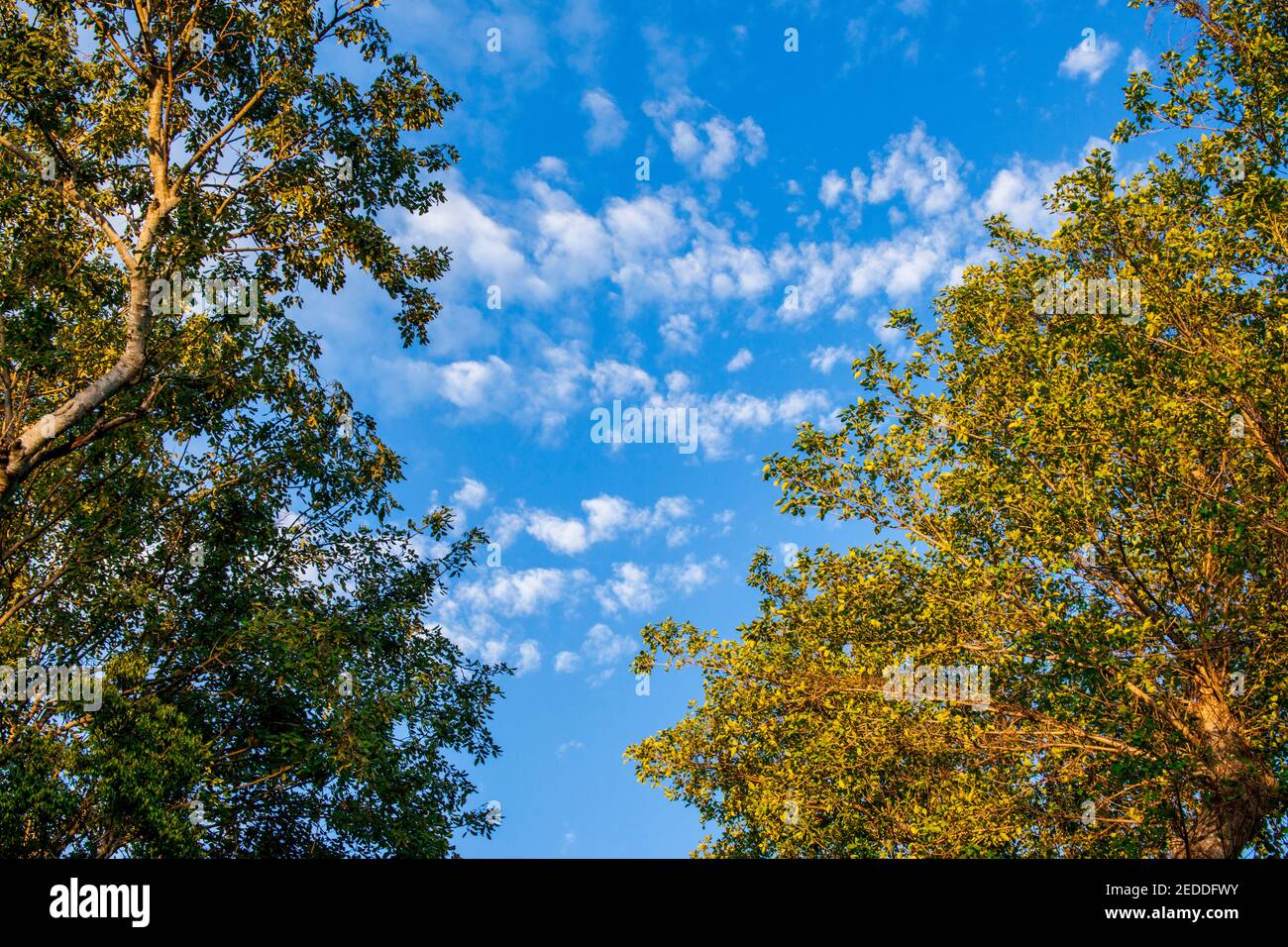 Blick auf das Haupthaus und Gärten aus dem Garten Hügel in der Villa Vizcaya in Miami, Florida. Oben auf dem blauen Miami Himmel aus den formalen Gärten A Stockfoto