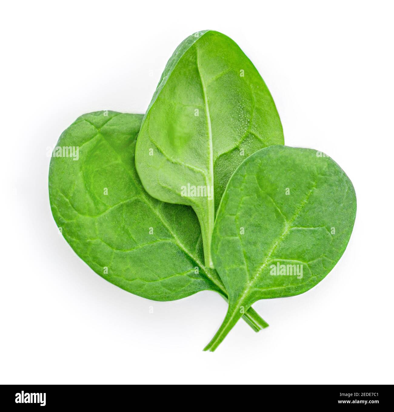 Baby Spinat Blätter isoliert auf weißem Hintergrund. Verschiedene Spinat Makro. Draufsicht. Flach liegend. Stockfoto
