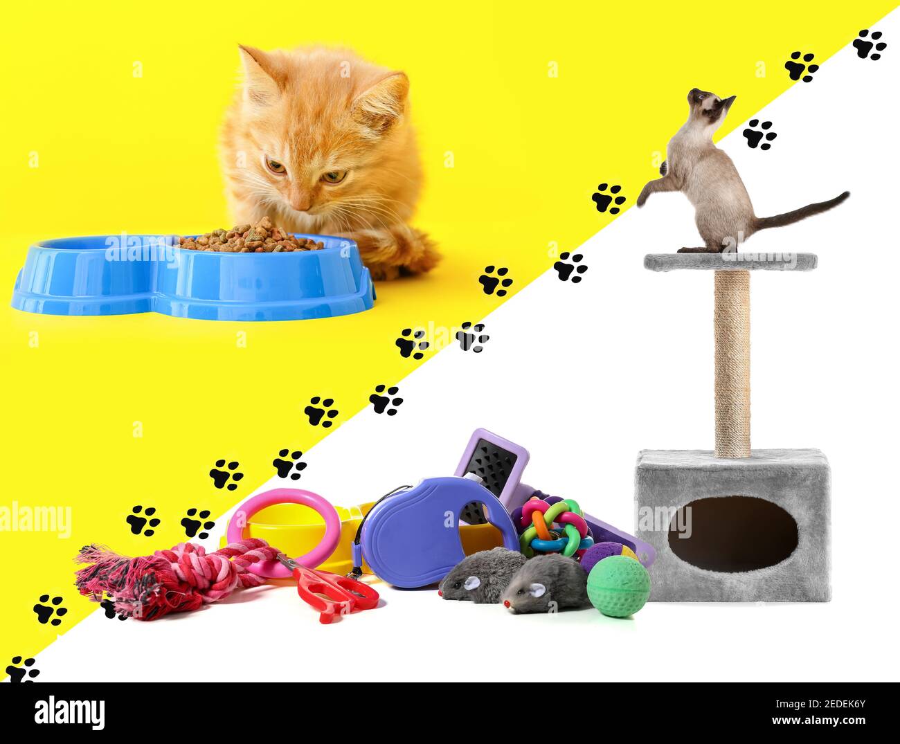 Collage von niedlichen Katzen mit verschiedenen Haustier-Accessoires auf Farbe Hintergrund Stockfoto