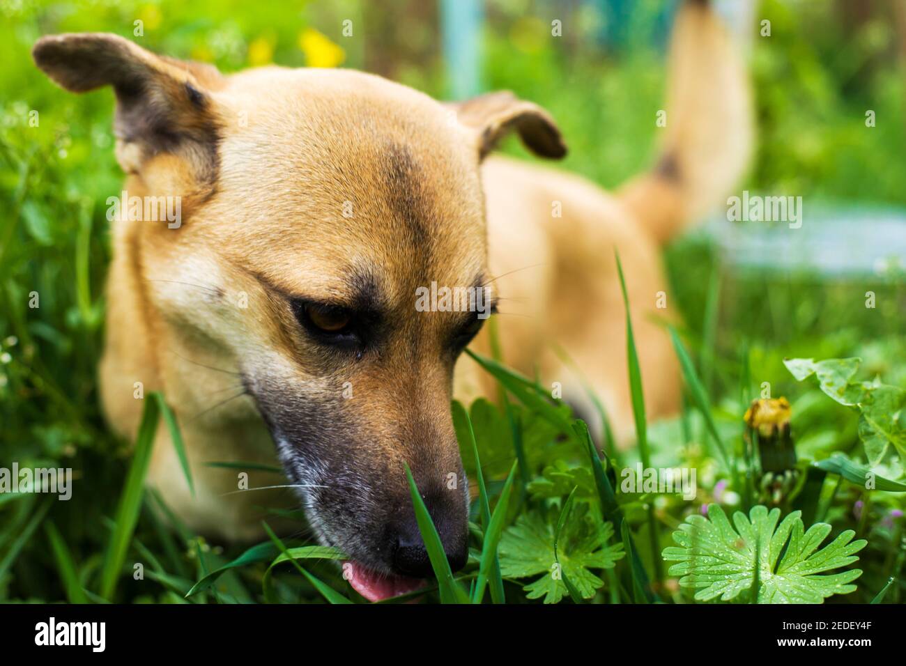 Junger netter Hund isst Gras, Vitaminmangel bei Haustieren Stockfotografie  - Alamy