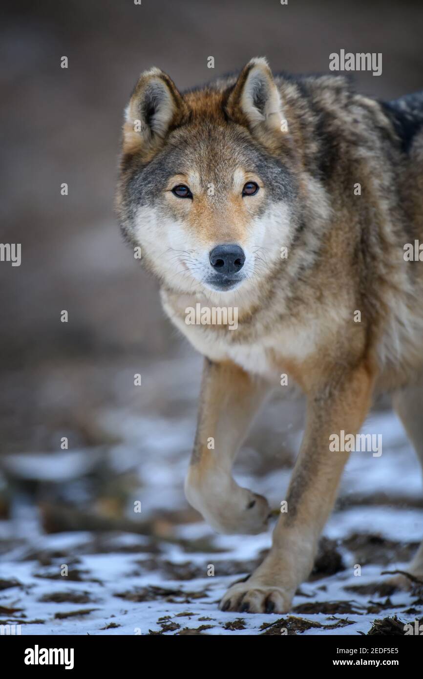 Nahaufnahme Wolf im Winter Wald Hintergrund. Tier in der Natur Lebensraum Stockfoto