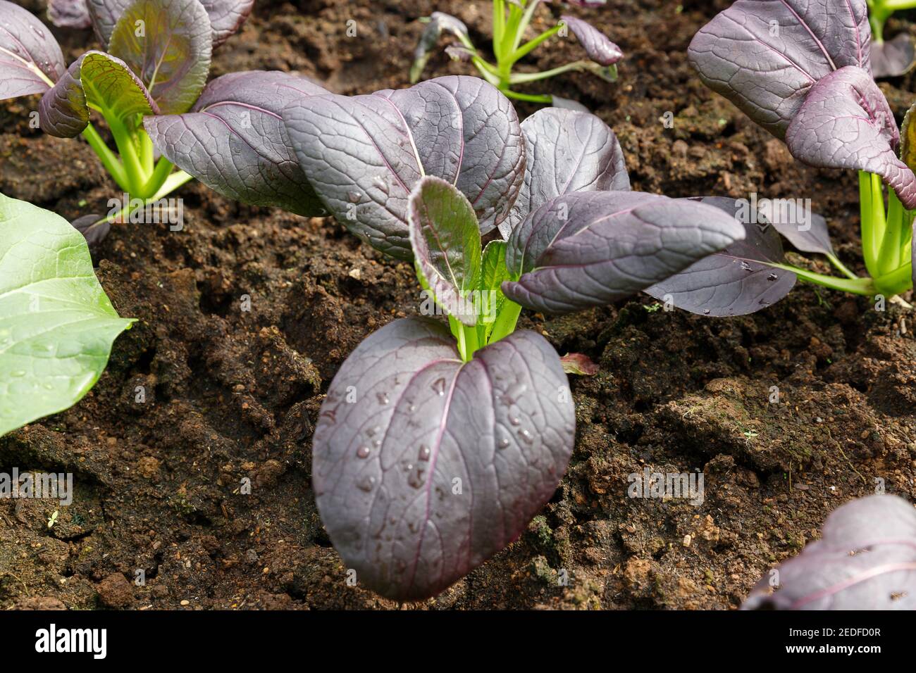 Nahaufnahme Bok Choy Bio-Gemüse im Gewächshaus Garten. Stockfoto