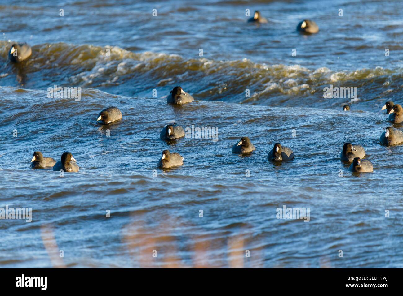 Blauer Fluss an windigen Tagen und Schar von schwimmenden Vögeln. Der amerikanische Ruß, auch als Schlammhenne oder Pouldeau bekannt, schwimmt auf dem Wasser Stockfoto